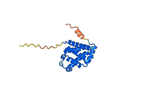 Recombinant Human CYGB, N-His