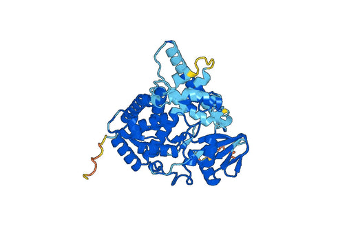 Recombinant Human CYP46A1 Protein, N-His