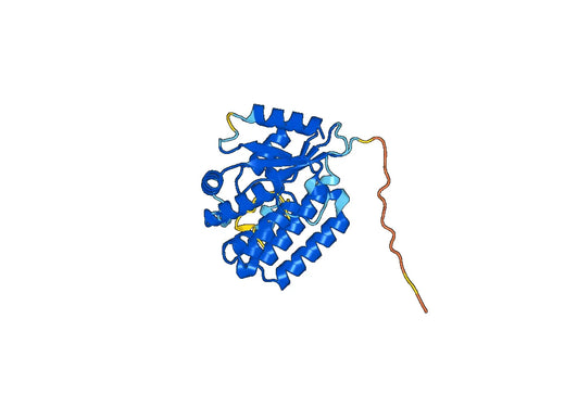 Recombinant Human DCK Protein, N-His