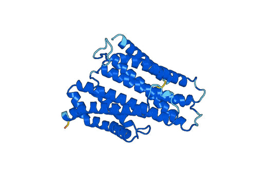 Recombinant Human DCTN1 Protein, N-His
