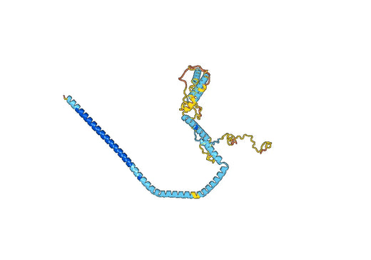 Recombinant Human DCTN2, N-His