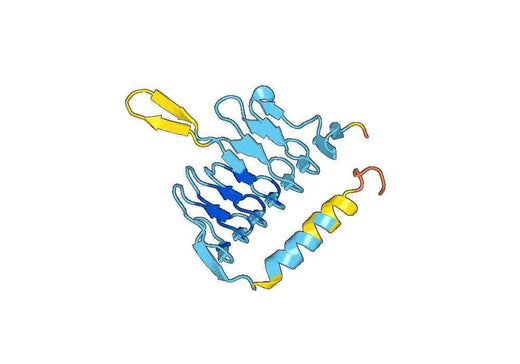 Recombinant Human DCTN5 Protein, N-His