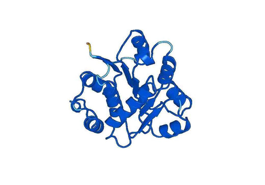 Recombinant Human DDX20 Protein, N-His