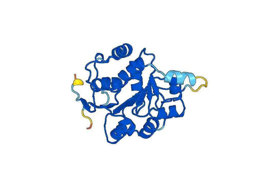 Recombinant Human DDX3X Protein, N-His