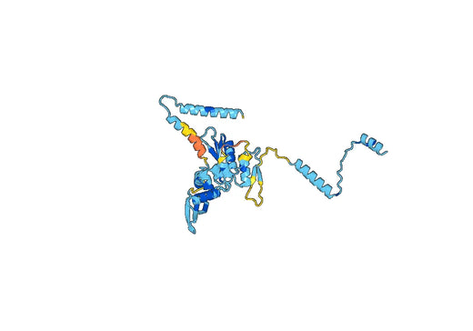 Recombinant Human DGCR8 Protein, N-His