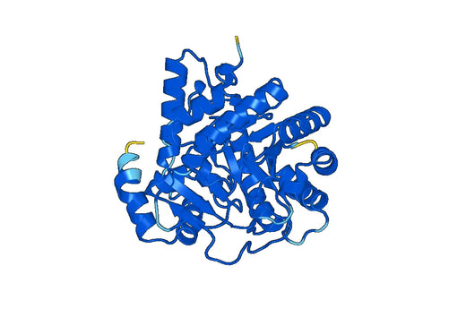 Recombinant Human DHODH, N-His