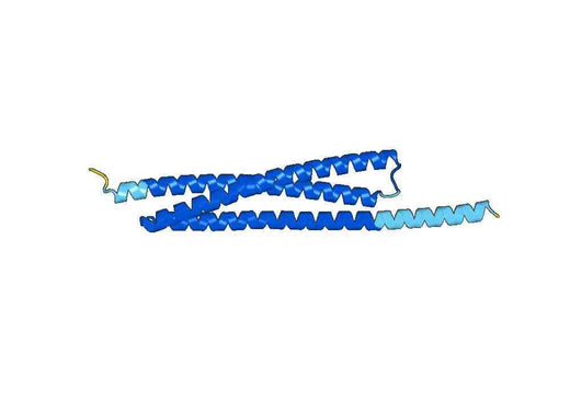 Recombinant Human DIABLO Protein, N-His
