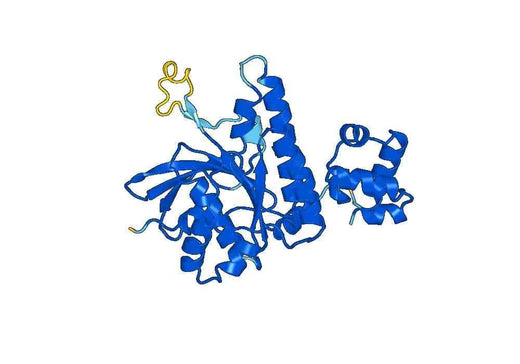 Recombinant Human DMC1 Protein, N-His