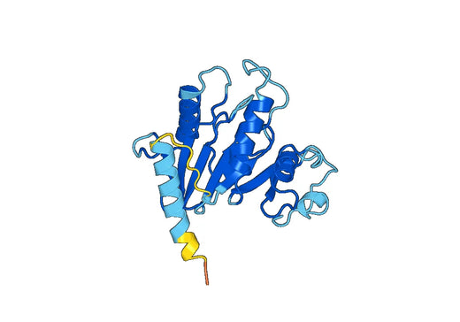 Recombinant Human DNM2 Protein, N-His