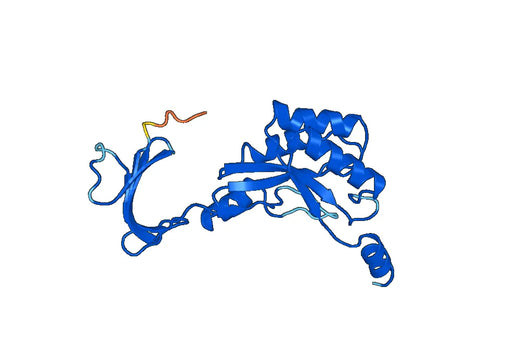 Recombinant Human DPYSL5, N-His