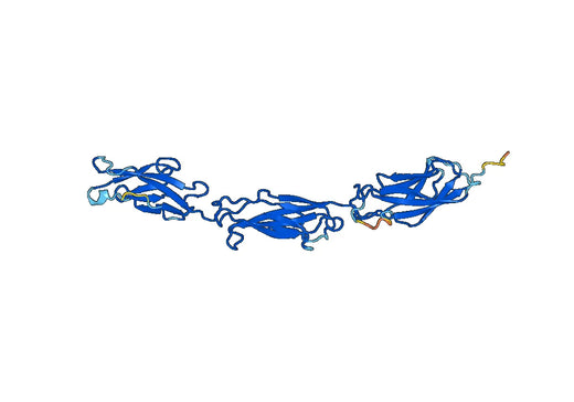 Recombinant Human DSC2, N-His