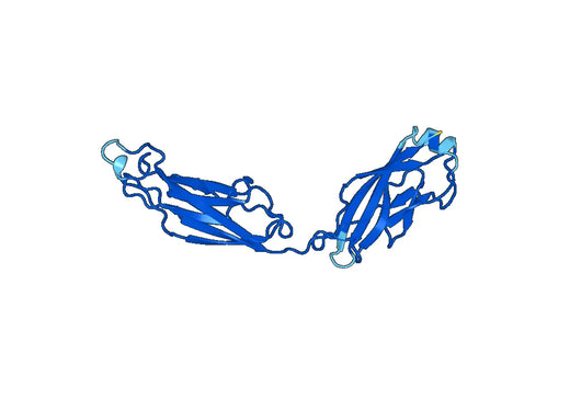 Recombinant Human DSG1/Desmoglein-1 Protein, N-His