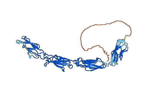 Recombinant Human DSG1, N-His