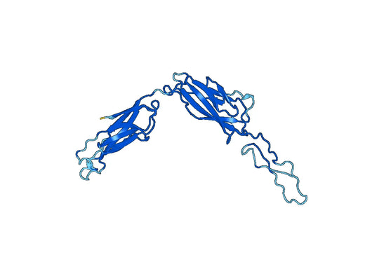 Recombinant Human DSG2, N-His