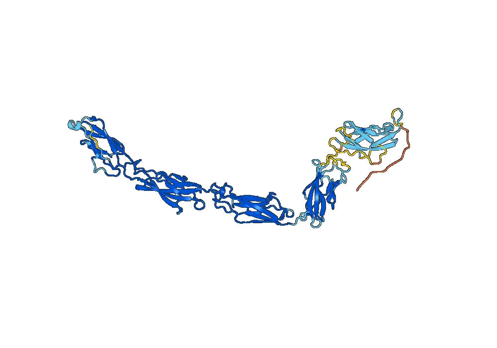 Recombinant Human DSG3 Protein, C-His