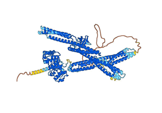 Recombinant Human DST/Dystonin, N-His
