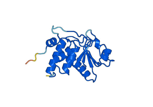 Recombinant Human DUSP3, N-His