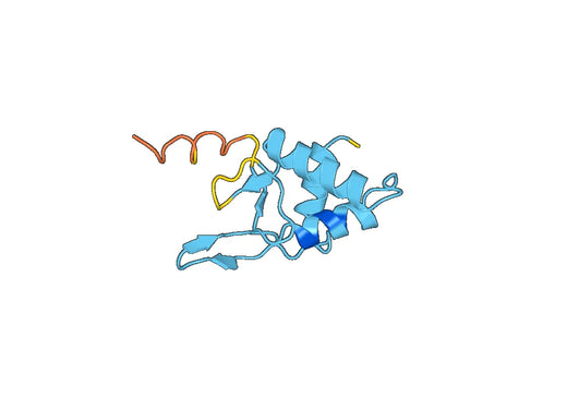 Recombinant Human DVL1 Protein, N-His-SUMO