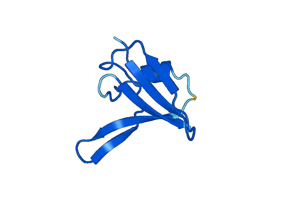 Recombinant Human DVL2 Protein, N-His-SUMO