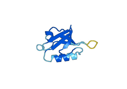 Recombinant Human DVL3 Protein, N-His-SUMO