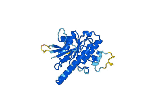 Recombinant Human DYNC2LI1 Protein, N-His