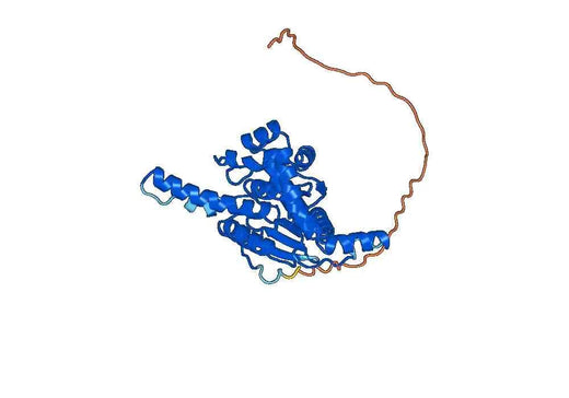 Recombinant Human ECH1, N-His
