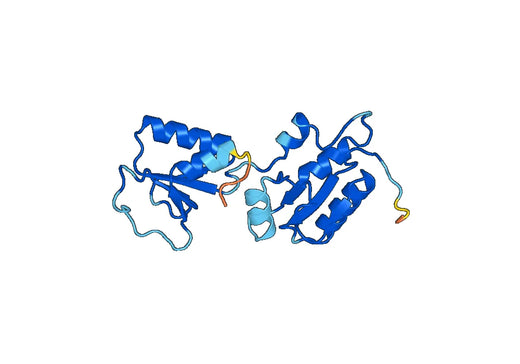 Recombinant Human ECT2, N-His