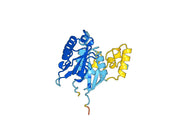Recombinant Human EEF1A1, N-His