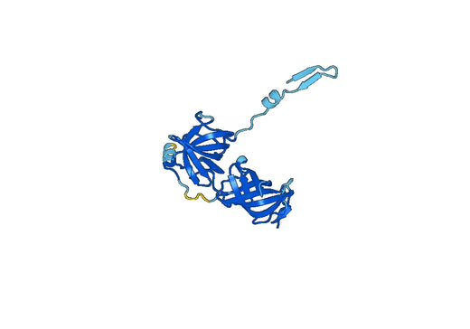 Recombinant Human EEF1A2, N-His