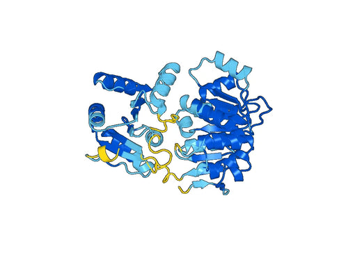 Recombinant Human EIF4A2 Protein, N-His