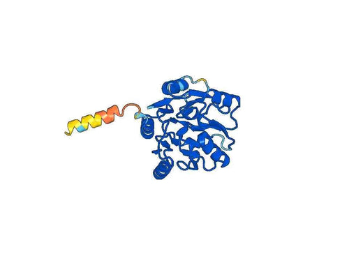 Recombinant Human EIF6 Protein, N-His