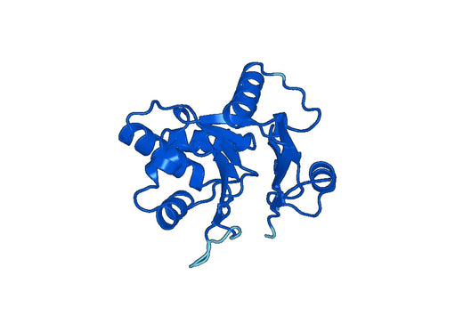 Recombinant Human ELAC2 Protein, N-His