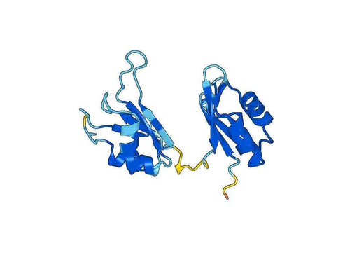 Recombinant Human ELAVL3 Protein, N-His