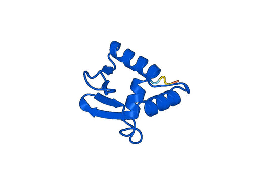 Recombinant Human ELF2 Protein, N-His