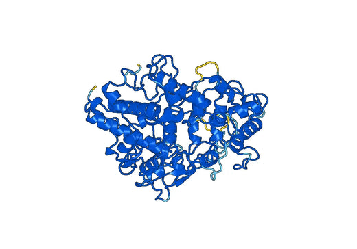 Recombinant Human EPX Protein, N-His