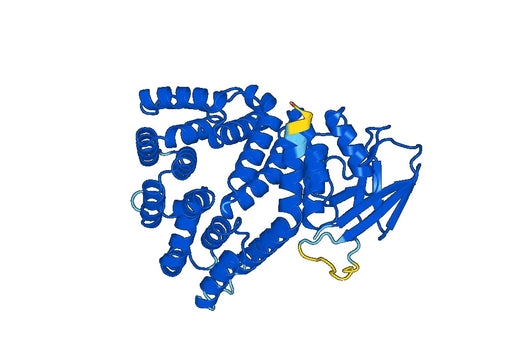 Recombinant Human ERAP1 Protein, N-His
