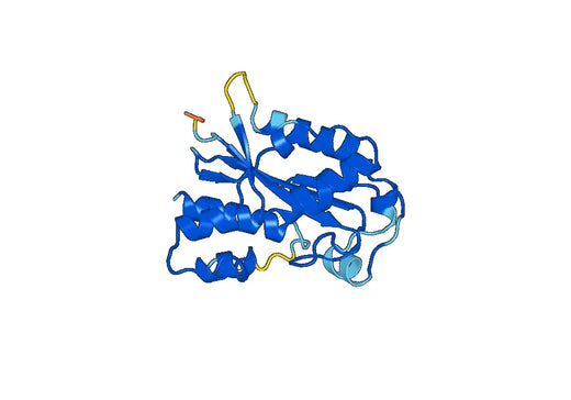 Recombinant Human ESRP1 Protein, N-His