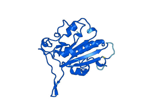 Recombinant Human EXOG Protein, N-His