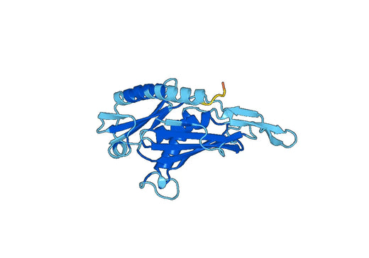 Recombinant Human EXOSC8 Protein, N-His