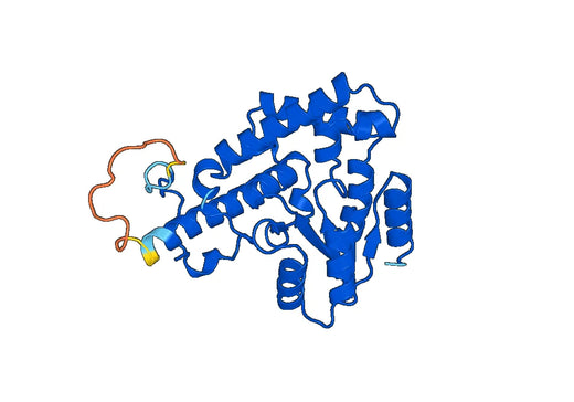 Recombinant Human EYA3 Protein, N-His