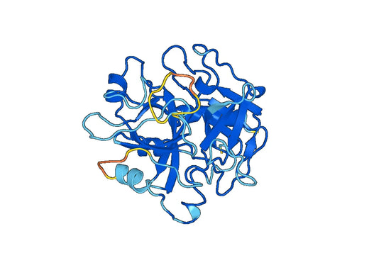 Recombinant Human F2/Prothrombin Protein, N-His