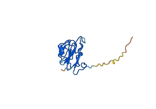 Recombinant Human FAM3D, N-His