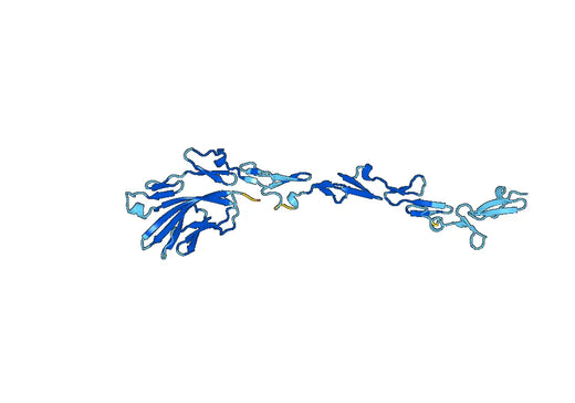 Recombinant Human FBLN2, N-His