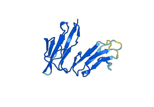 Recombinant Human FCER1A Protein, N-His