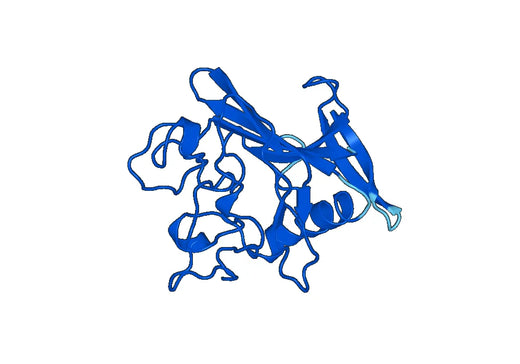 Recombinant Human FCN1 Protein, N-His