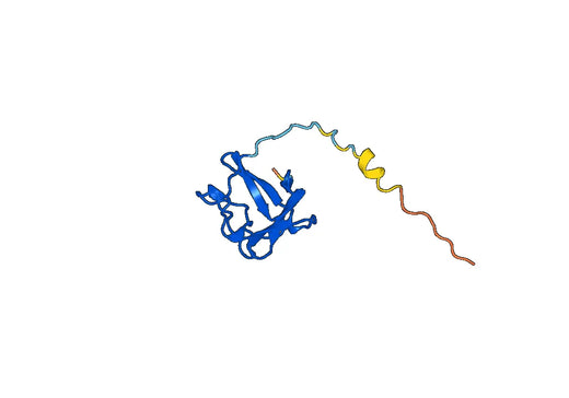 Recombinant Human FGF13, N-His