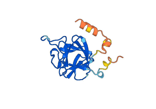 Recombinant Human FGF16 Protein, None