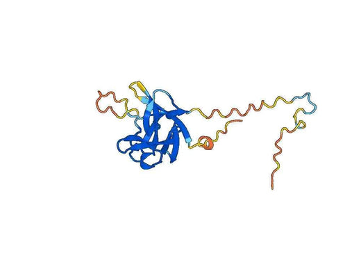 Recombinant Human FGF21 Protein, N-His-SUMO