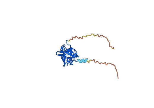 Recombinant Human FGF8, N-His
