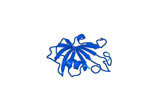 Recombinant Human FKBP1B, N-His